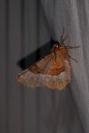 Selenia tetralunaria
