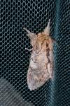 Peridea anceps