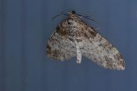 Lobophora halterata