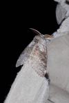 Calliteara pudibunda