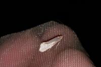 Nematopogon