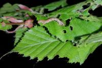 Erannis defoliaria