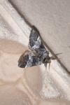 Drymonia dodonaea