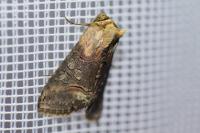 Abrostola triplasia