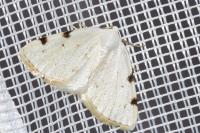 Lomographa bimaculata