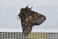 Gluphisia crenata