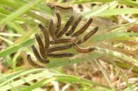 Malacosoma castrense
