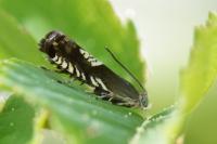 Grapholita compositella