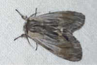 Harpyia milhauseri
