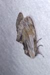 Harpyia milhauseri