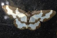 Lomaspilis marginata