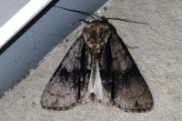 Acronicta alni