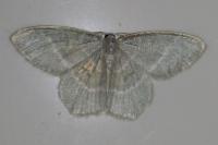 Jodis lactearia
