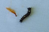 Lymantria dispar
