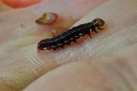 Eupsilia transversa
