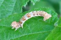Erannis defoliaria
