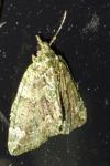 Chloroclysta siterata