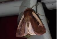 Ochropleura plecta