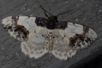 Ligdia adustata