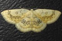 Cyclophora annularia