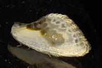 Cilix glaucata
