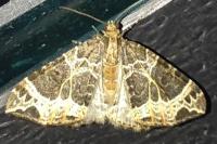 Ecliptopera silaceata