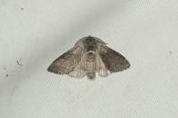 Calliteara pudibunda
