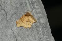 Selenia lunularia