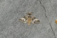 Drymonia dodonaea