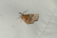Selenia tetralunaria