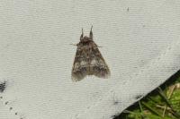 Drymonia ruficornis