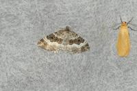 Epirrhoe alternata