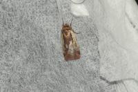 Ochropleura plecta