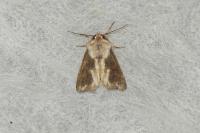 Egira conspicillaris