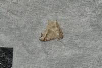 Macaria alternata
