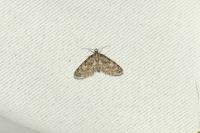 Eupithecia