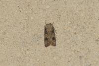 Agrotis puta