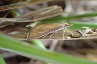 Nascia cilialis