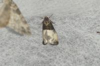 Notocelia cynosbatella
