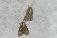 Craniophora ligustri