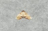 Plagodis dolabraria