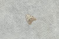 Nola confusalis
