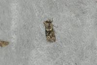 Polyploca ridens
