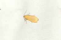 Wittia sororcula