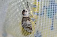 Furcula bicuspis