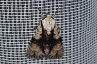 Acronicta alni
