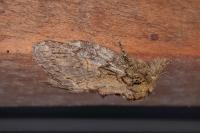 Peridea anceps