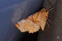 Selenia lunularia
