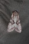Lacanobia w-latinum