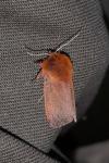 Phragmatobia fuliginosa
